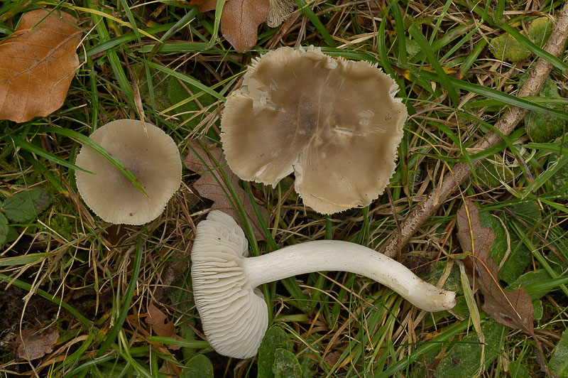 Cuphophyllus fornicatus